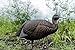 Flextone Hunting Lightweight Ultra Realistic Lifelike One Piece Outdoor Thunder Chicken Breeder Hen Turkey Decoy