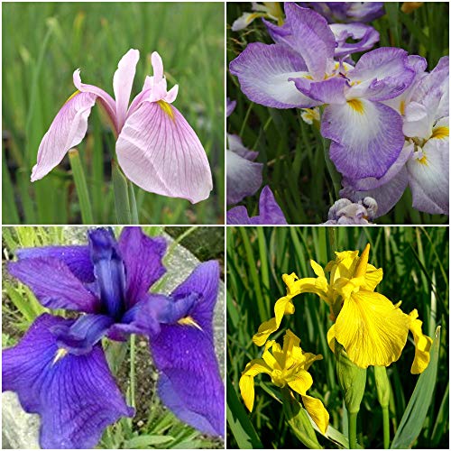 PIANTE DI IRIS PALUSTRI IN MIX - 3 PIANTE