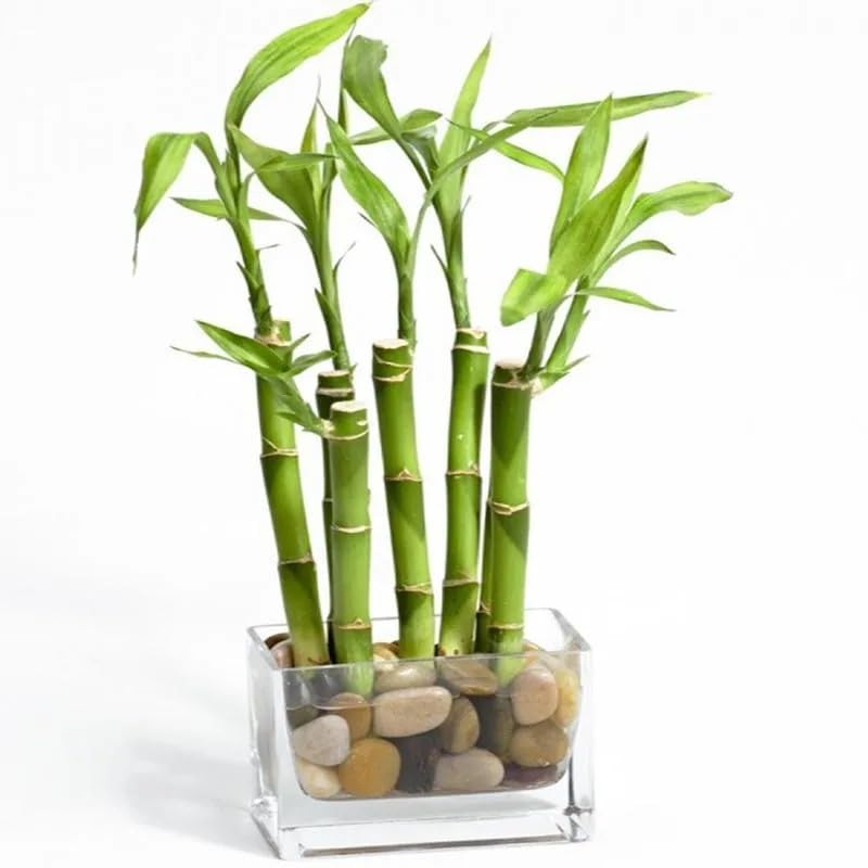 Lucky Bamboo Plant 7 Lucky Bamboo Sticks with Multi color Stones, Best feng shui plant Home, Office, Bedroom decoration (B0D1R255GR) Amazon Price History, Amazon Price Tracker