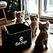 TSQZE Haustier Spielzeug Organizer Box, Katzenspielzeug Boxen Mit Griffen, Welpen Sachen Korb Filz Aufbewahrungsbox, Organizer Für Die Organisation Von Haustierspielzeug, Decken, Leinen (Katzen)