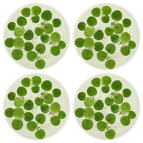 Amazon Frogbit, Limnobium laevigatum, Live Aquarium/Aquatic/Freshwater/Floating/Pond Plant/Planted...