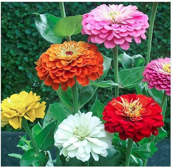 Zinnia Dahlia Mix Flower Seeds 100 Heirloom Flower Seeds Per Packet, Non GMO Seeds, Botanical Name: Zinnia elegans, Quilled Petals, Full Sun, Height 40 inches