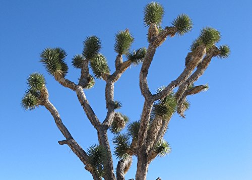 SAFLAX - Cadeauset - Joshua Boom - 10 Zaden - Met geschenkdoos, kaart, etiket en potgrond - Yucca brevifolia - Afbeelding 8