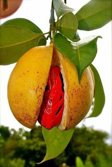 Nutmeg live plant (seedling) (B0D77XQZWD) Amazon Price History, Amazon Price Tracker