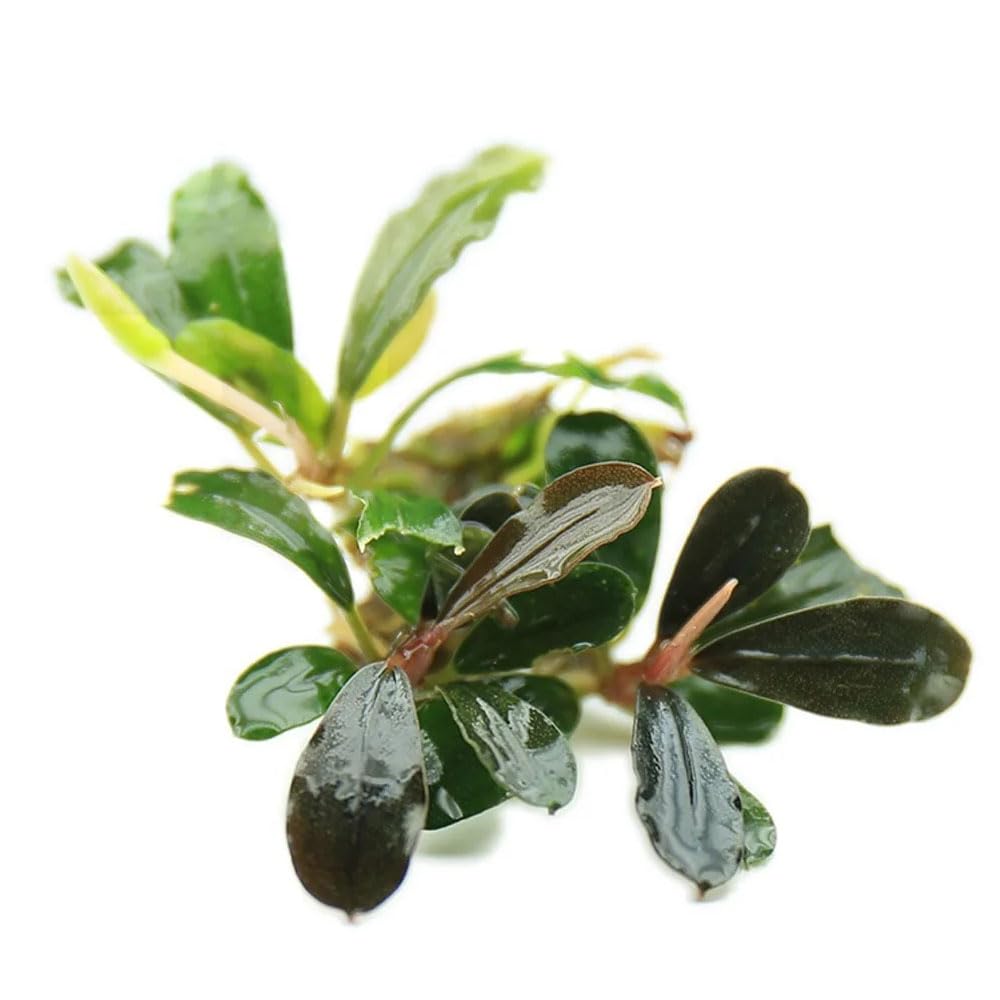 Amazon.com: SubstrateSource Bucephalandra Black Pearl Live