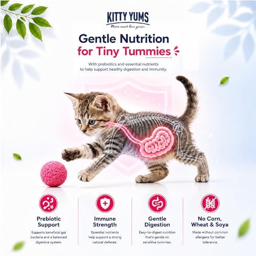 Image of Kitty Yums Kitten (1-12 Months) Dry Cat Food 1kg Pack with Free Container Pack | Ocean Fish Flavour | Supports Heart Health | Healthy Brain Development | Digestive Health | Supports Immunity