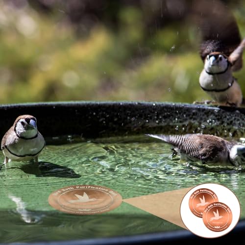 Disque de purification pour bain d'oiseaux en cuivre avec support 4 points pour eau limpide - 8