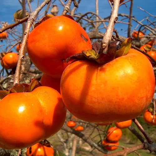 2 Bare Root American Persimmon Trees Live Plants, Dormant Seedlings 1-2 Feet Tall, Cold Hardy Fruit...