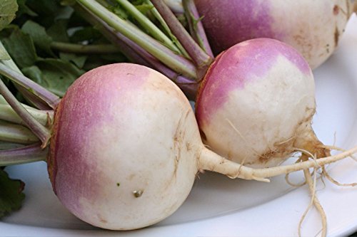 Purple Top White Globe Turnip 25 Seeds
