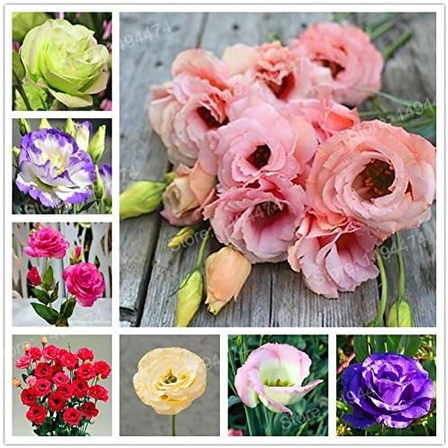 New Fresh 100pcs Mixed Eustoma Flower Seeds Generic