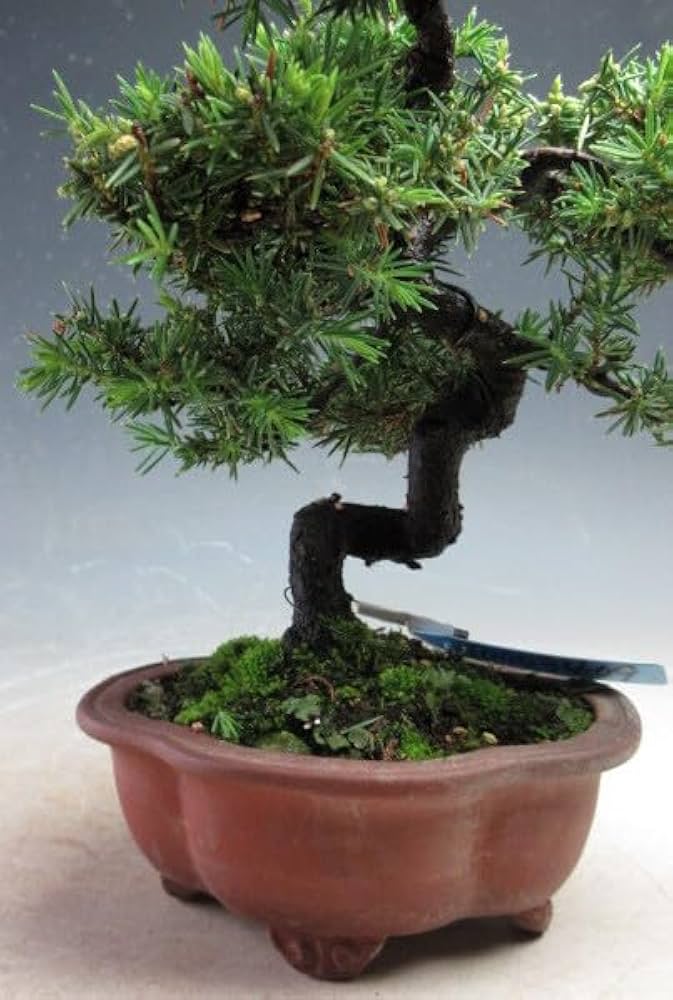 八房社松 盆栽 Amazon.co.jp: 盆栽 八房杜松/トショウ【現品】（3409） : DIY・工具