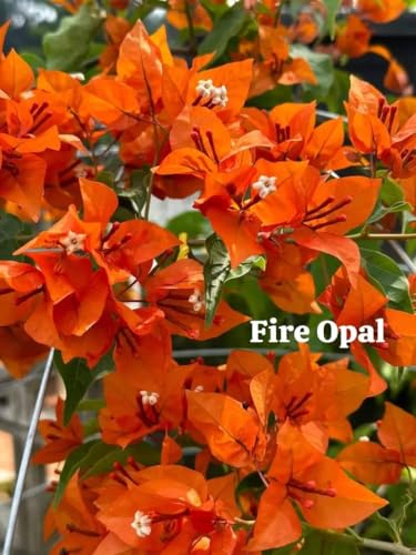 Image of Rare Bougainvillea Live Flower Plant || Healthy Live Plant with Grow Bag & Secure Packing || Beautiful Flower Garden Decoration (orange)