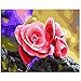 Produktbild Kxch Rote Blume auf dem Stein DIY Bild malerei Blume digitales malen nach Zahlen färbung Dekoration Anzahl 40x50cm
