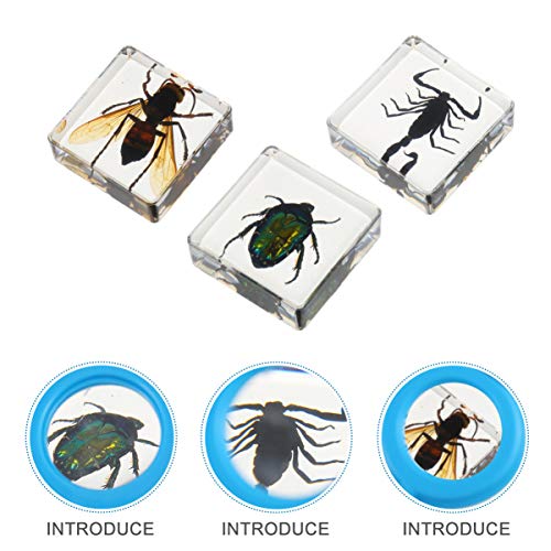 NUOBESTY Conjunto de EspÃ©cimes de Inseto de 4 PeÃ§as EspÃ©cime de Coleta de Forro de EscorpiÃ£o de
