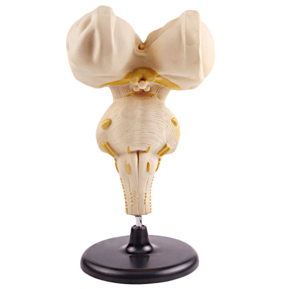 sjdoPulse Brain Stem Model - Medical Anatomical Brain Stem Model - Enlarged Human Brain Stem Model - for Study Diaplay Medical Teaching Model