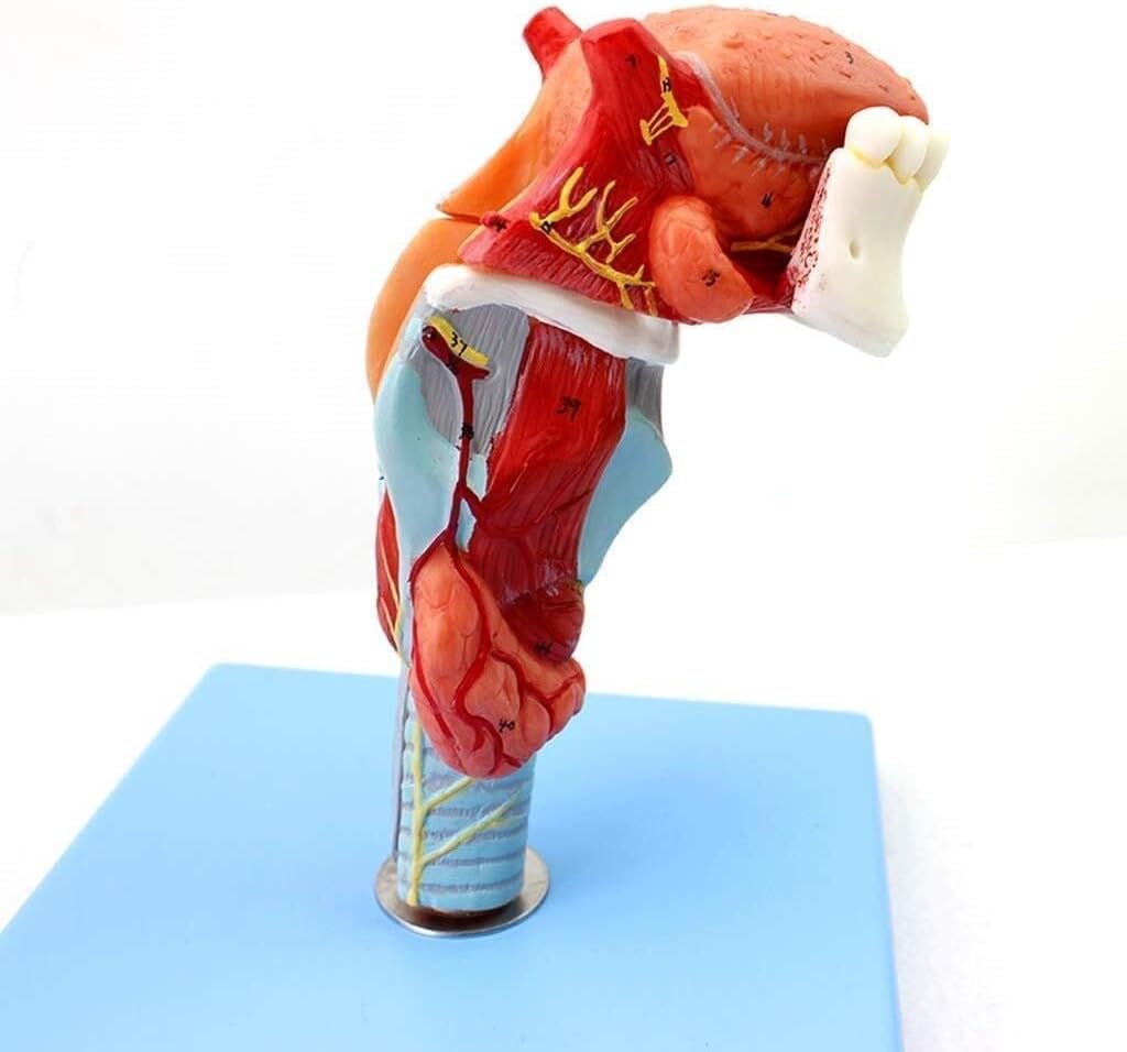 Anatomical Throat and Tongue Model, Anatomical laryngeal Muscles and laryngeal Cavity, Anatomical Model, Human Anatomy Science Model, Advanced Hand-Painted Medical Education aid