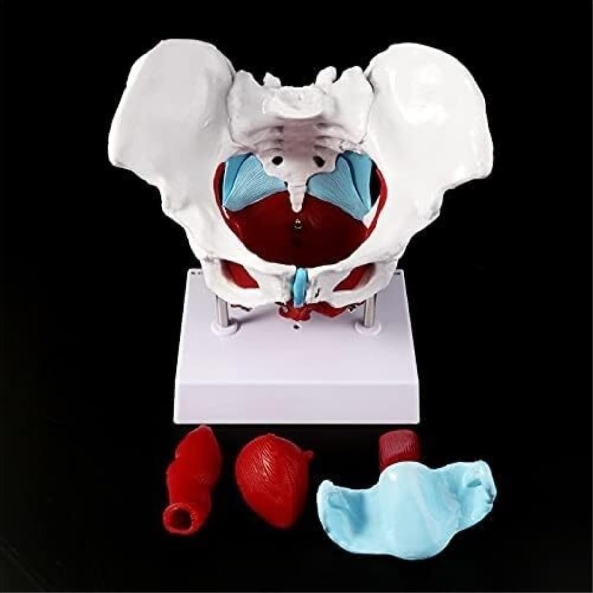 Anatomie Modell Menschlicher Körper Weibliches Becken Beckenbodenmuskelmodell Gebärmutter Eierstockmuskel Lehrmittel Bildungsbedarf Studenten Bildung Display