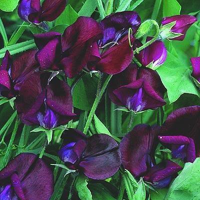 10 Black Knight Sweet Pea Lathyrys Odoratus Flower Vine Seeds