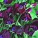 10 BLACK KNIGHT SWEET PEA Lathyrys Odoratus Flower Vine Seeds by Seedville