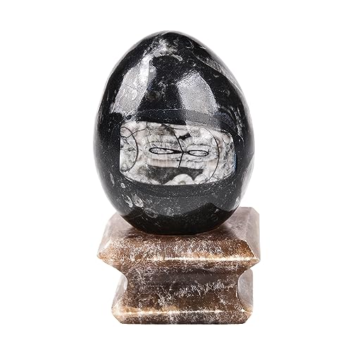 Image of AMOYSTONE Natural Orthoceras Stone Egg Large for Home Decor Ornamet, Single Height 3-3.5 inch