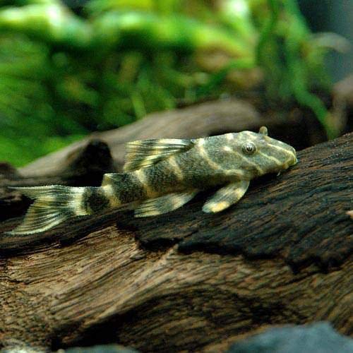 食べられる 観賞魚の種類 飼育生体と食用生体の違いを解説 トロピカ