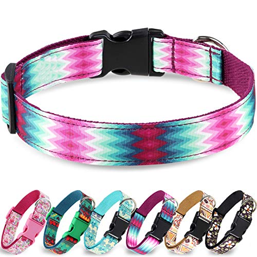 colourful dog collars
