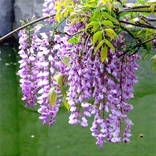 Lilac Wisteria Tree Seeds Mini Bonsai Flower Seeds 10Pcs #TOP19