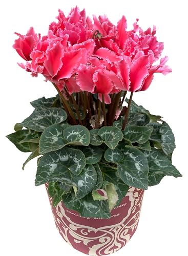 Ԃ̃Mtg VN Mtg v[g  A  a 5  h[IW