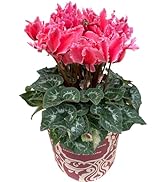 Amazon | 花のギフト社 シクラメン ギフト プレゼント 花 鉢植え 鉢花