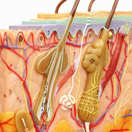 Image of HADWYN 35X Skin Layers Anatomical Model,Enlarged Anatomy Skin Model for Science Study or Patient Education