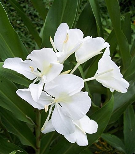 Babylon Blooms Ginger Lily (White)