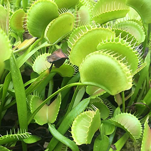 semi di Venere acchiappamosche - aiuola rialzata giardino biologici esotiche resistenti appartamento 30pcs