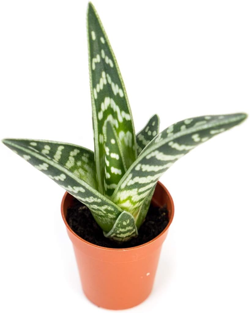 Josh's Frogs Desert Plant Kits for Arid Bioactive Terrariums (Small)