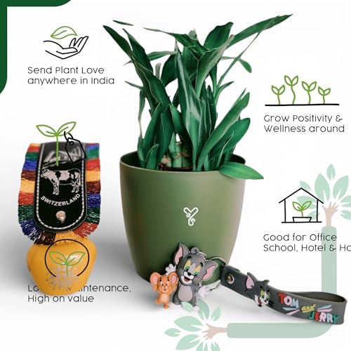 Image of Lucky Bamboo Live Indoor Plant - with Premium Glass /Acrylic Vase and White Rive | Low Maintenance Feng Shui & Vastu Good Luck Plant for Home and Office Decor (Valentine Day)