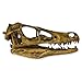 Velociraptor Dinosaur Skull (Recreation)