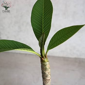 Amazon.co.jp: プルメリア ホワイト＆イエロー 4号鉢【品種で