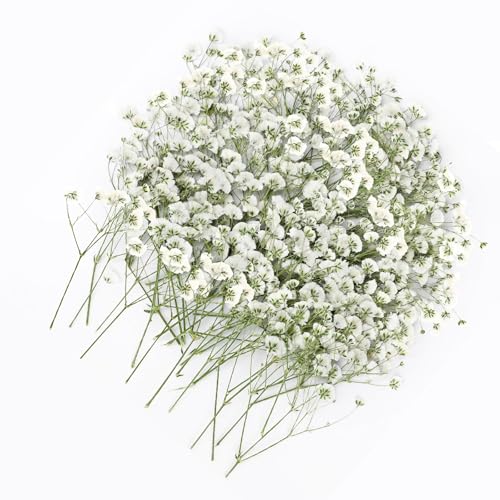 Yuannee Flores Secas Naturales Gypsophila Paniculata,100 PCS Flores Prensadas Secas Ramos Prensados para Manualidades Decoración Hogar y Bodas 5-10cm Naturalmente Secadas
