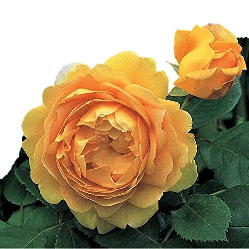 花持ちの良いイングリッシュローズランキング バラの庭と秘密の温室