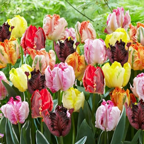 Dutch Bulbs 25 x Mezcla de Tulipanes Papagayo | Bulbos de tulipán de Holanda | Al menos 5 variedades y colores diferentes | Tulipanes resistentes al invierno y perennes para jardines