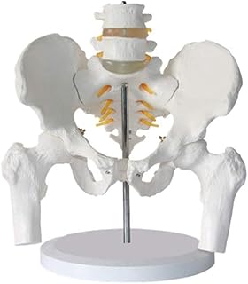 Scientific Research Human Skeleton Model, Two Lumbar Vertebrae with Pelvis with Half Leg Bone Model Pelvis Model Human Skeleton/Human Organ Model