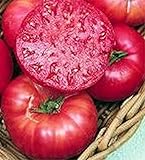 Pink Ponderosa Heirloom Tomato Seeds - Large Tomato - One of The Most Delicious Tomatoes for Home...