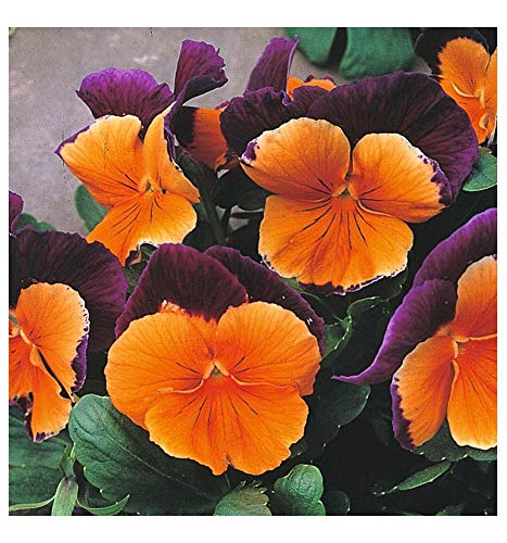 PREMIER SEEDS DIRECT - Pansy (Winter Hardy) - Jolly Joker F2-60 Seeds