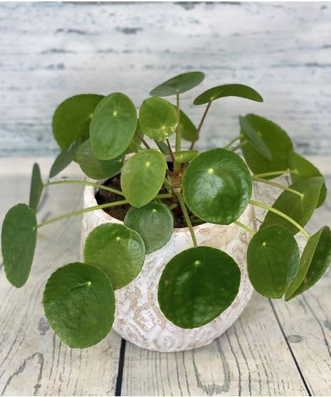 Image of CHINESE MONEY PLANT HYBRID ORGANIC INDOOR AND OUTDOOR PODA 1 HEALTHY LIVE GARDEN TREE