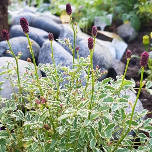 semillas de la planta ranúnculo de pradera Semillas de hierbas, plantas resistentes para el jardín, sanguisorba officinalis, plantas aromáticas, plantas resistentes en macetas 100pcs