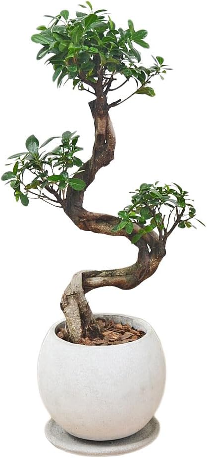 樹木系 | calm cafe☕️ 【特A品】オリーブ チプレッシーノ L