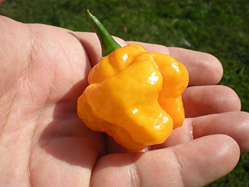(1000) Scotch Bonnet Yellow SEEDSWHOLESALE