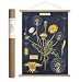 Cavallini Papers & Co. Cavallini Vintage Dandelion Hanging Poster Kit, Multi