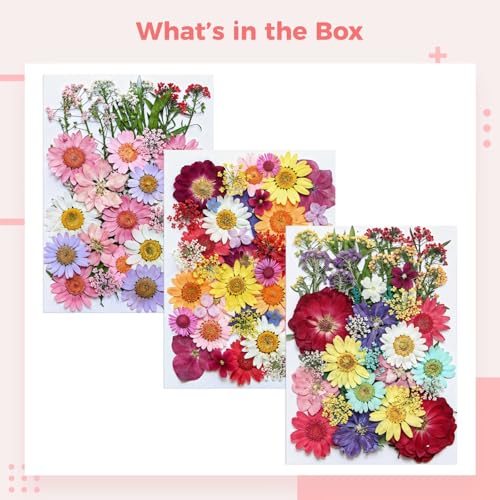 Kit de flores prensadas secas para manualidades miniatura 5