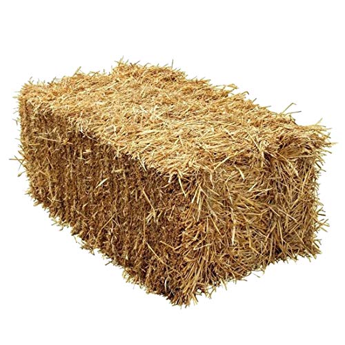 M-Import Super Bio Stroh ca. 4 kg 100l - Gerstenstroh von Strohballen, Füttern und Einstreue Meerschweinchen Hasen Kaninchen in einem - frische Ernte 2021