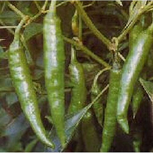 Blaze F1 Hybrid Hot Pepper Seeds high yields of 6" Long
